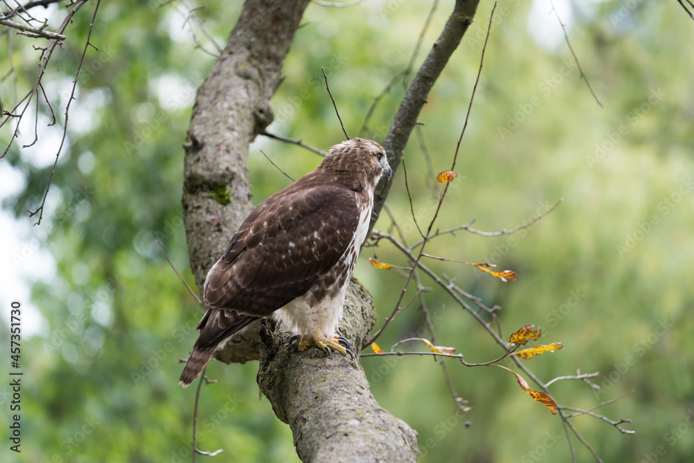 red-tailed hawk (Buteo jamaicensis) perched on a crabtree branch as it scans for possible prey red-tailed hawk (Buteo jamaicensis) perched on a crabtree branch as it scans for possible prey