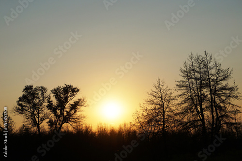 The setting sun shines through dead trees that have been hit by a large forest fire © Ol