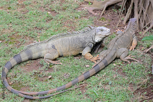 Two green iguanas (Iguana iguana) are sunbathing before starting its daily activities.