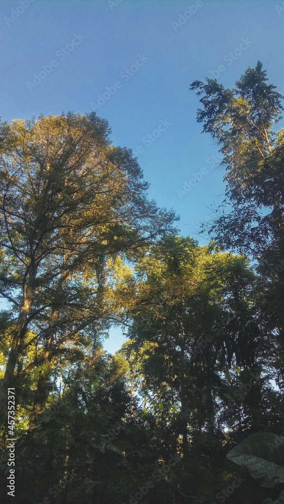 The pine forest is illuminated by sunlight in the morning Stock Photo ...