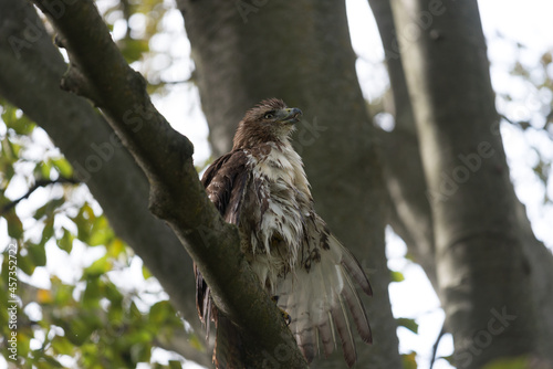 red-tailed hawk (Buteo red-tailed hawk (Buteo jamaicensis) dries its feathers in a tree) photo