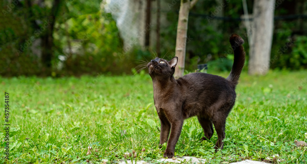 Cute cat outside. Portrait of a brown cat hunting at the green grass. Cat is looking attentively at somebody in summer day