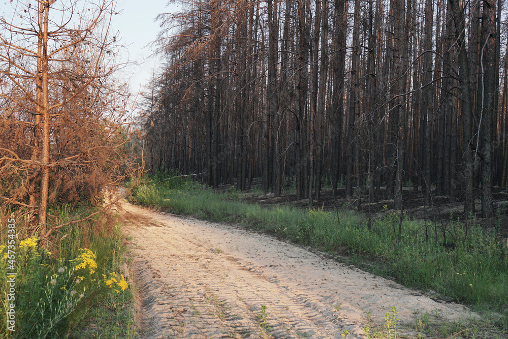 Fototapeta premium Dead pine forest one year after the great forest fire 