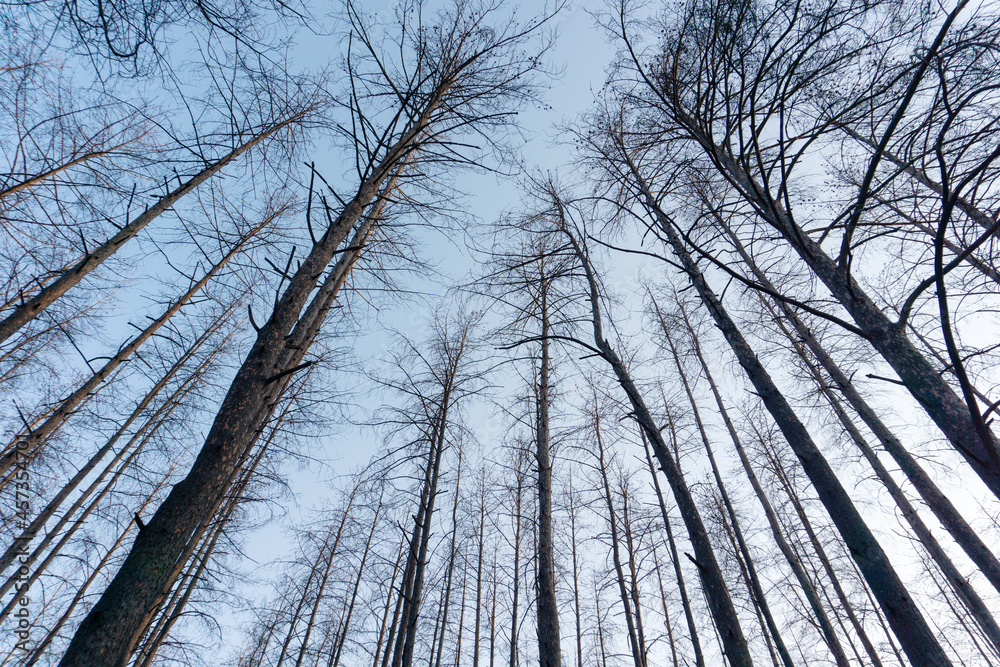 Obraz premium Crowns of dead trees without leaves that suffered from a large forest fire