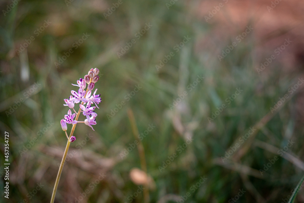 Small wild violet flower with defocused natural background. Small wild violet flower with defocused natural background.