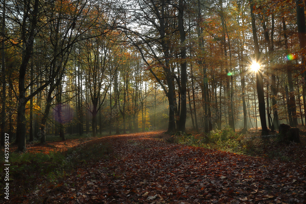 Fototapeta premium Sonne scheint durch Nebel im Wald Herbst schöne Herbststimmung Goldener Herbst