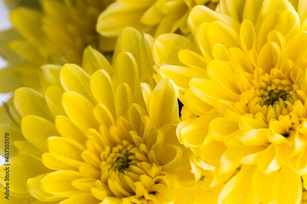 Flower background with amazing yellow chrysanthemums. Bouquet of gentle golden-daisy flowers. Flower background with amazing yellow chrysanthemums. Bouquet of gentle golden-daisy flowers.