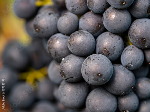 Extreme close-up of blue grapes in the Rheingau area. photo