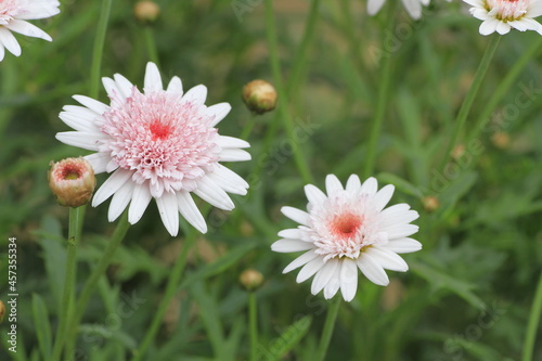 Blooming daisies