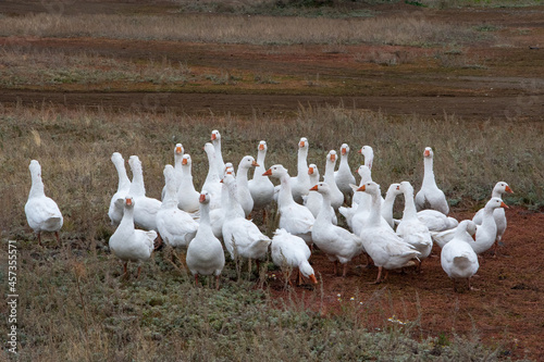 A flock of domestic or wild white geese on the autumn grass in the yard. Domestic bird. Bird breeding