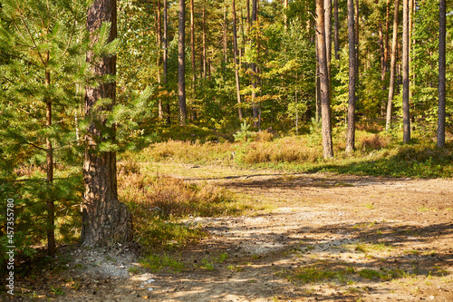 Fototapeta Naklejka Na Ścianę i Meble -  sunny summer-autumn path, forest path, road, forest, trees,path, forest path