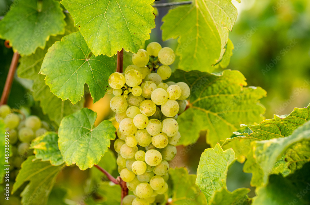 A ripe grape of Riesling hangs on the vine between leaves at the Johannisberg Rheingau. A ripe grape of Riesling hangs on the vine between leaves at the Johannisberg Rheingau.
