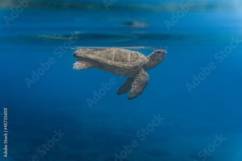 Adult Loggerhead turtle under water at Kefalonia Island (Greece) © Simon