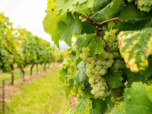 Hanging green grapes with grape vine in the background in the Rheingau area.