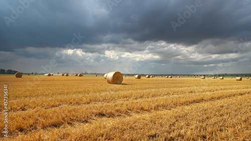 Viele Strohballen Rundballen liegen auf einem abgemähten Weizenfeld