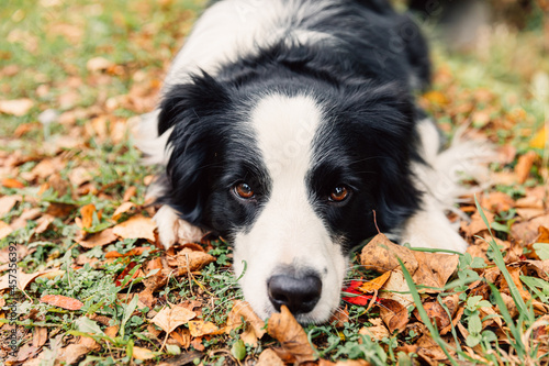 Funny puppy dog border collie lying down on dry fall leaf in park outdoor. Dog sniffing autumn leaves on walk. Hello Autumn cold weather concept.
