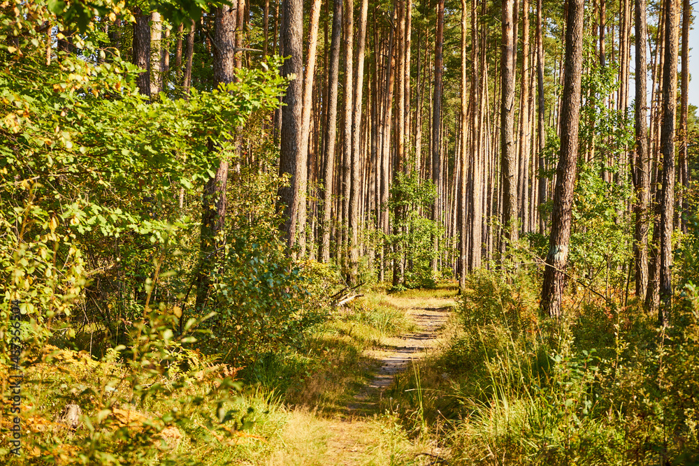 Fototapeta premium sunny summer-autumn path, forest path, road, forest, trees,path, forest path