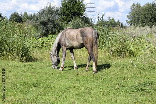 horses in the pasture, horses in the fresh air