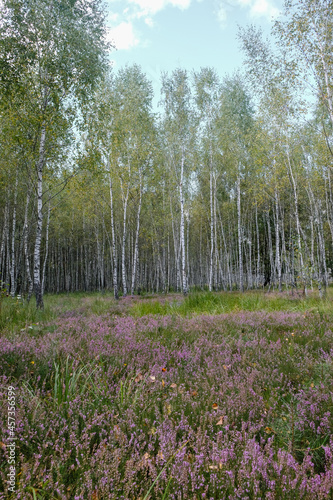 Autumn birch forest. Heather blooms. Vertical image. 