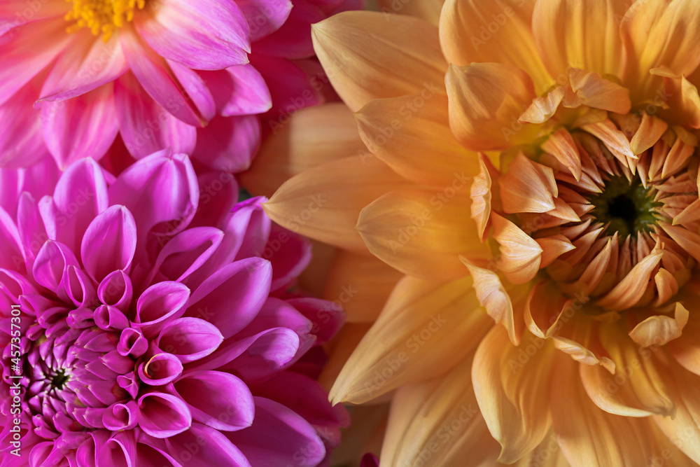 Colorful pink and yellow dahlia flowers close up macro