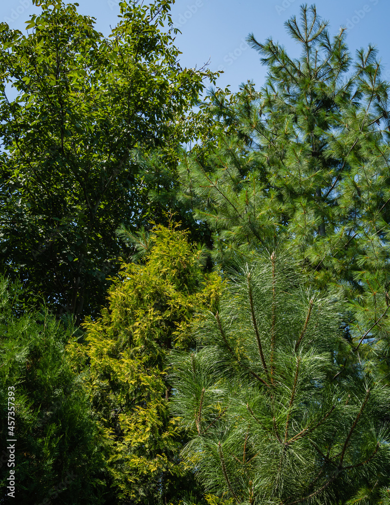 Fototapeta premium Evergreen landscaped garden with golden western thujas, White pine Pinus strobus, common pines and Platycladus orientalis also known as Chinese thuja or Oriental arborvitae) against blue sky.