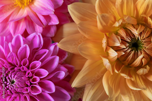 Colorful pink and yellow dahlia flowers close up macro © mariarom