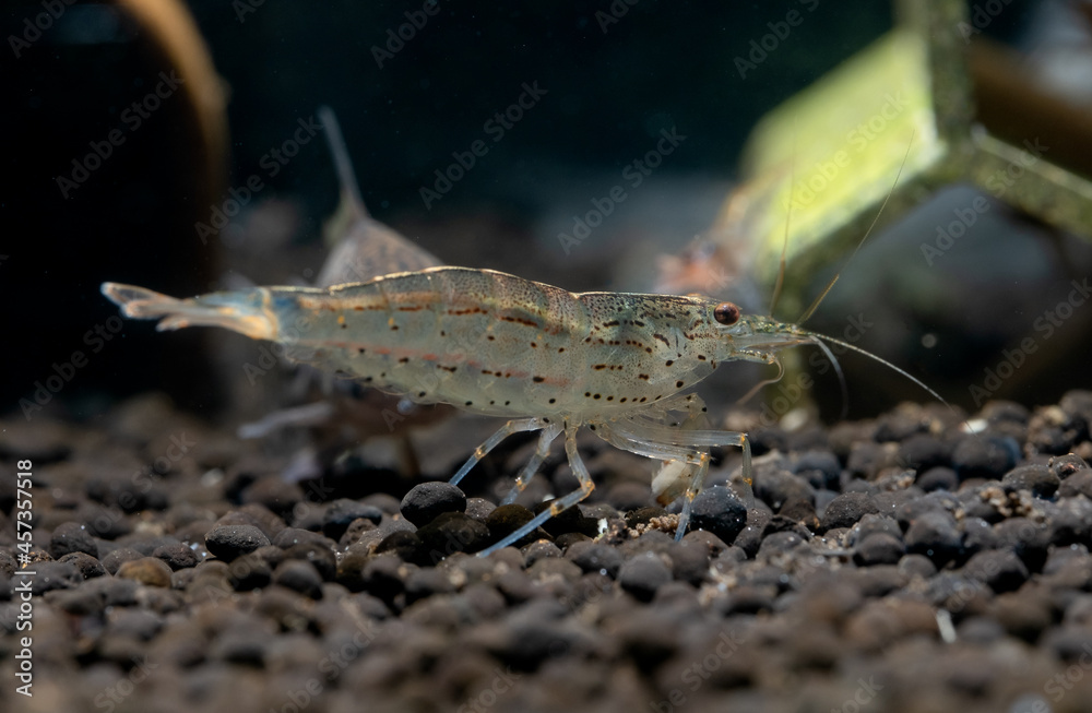 Yamato dwarf shrimp stay on aquatic soil and look for food in fresh water aquarium tank.; Yamato dwarf shrimp stay on aquatic soil and look for food in fresh water aquarium tank.;