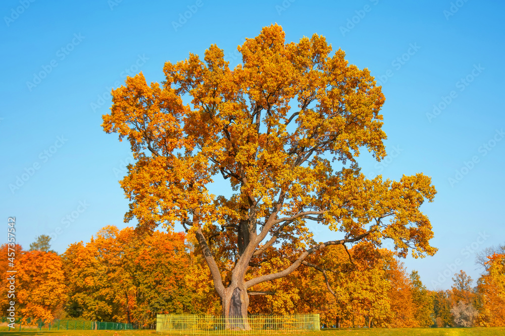 Huge autumn oak in the park in the meadow.