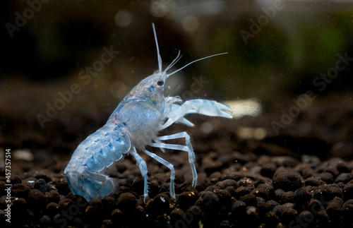 Light blue crayfish dwarf shrimp lift its claw and look back with stay on aquatic soil in freshwater aquarium tank. © narong