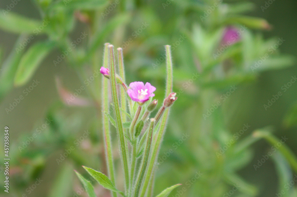 Hairy willowherb in bloom closeup view with blurry background Hairy willowherb in bloom closeup view with blurry background