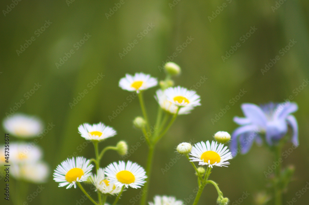 Prairie fleabane flowers closeup with selective focus in background