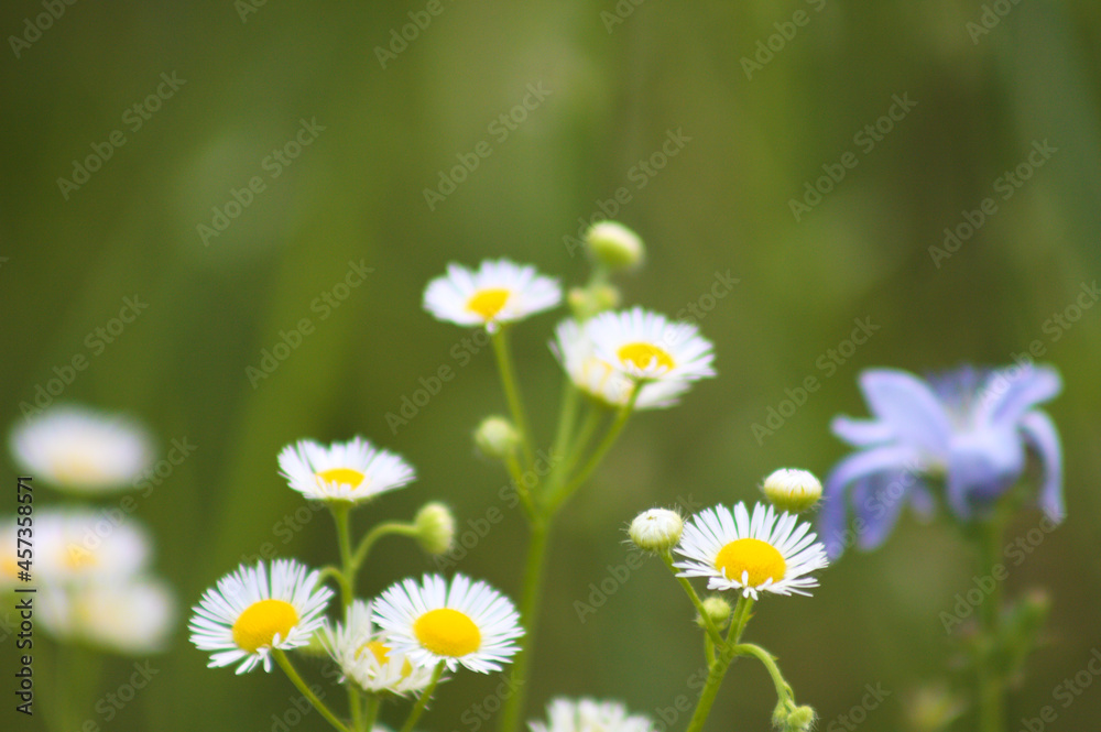 Prairie fleabane flowers closeup with selective focus in background Prairie fleabane flowers closeup with selective focus in background