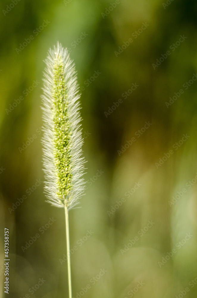 close up of a grass