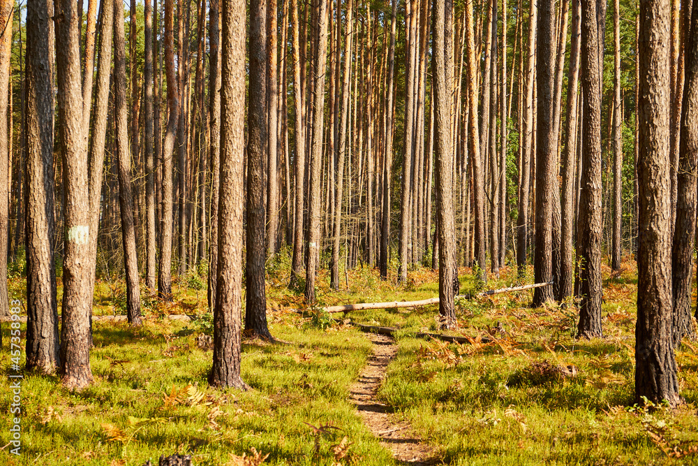 Obraz premium sunny summer-autumn path, forest path, road, forest, trees,path, forest path