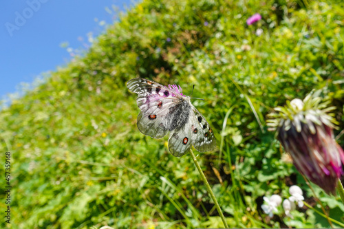 little rare mountain apollo butterfly on a blossom in the nature