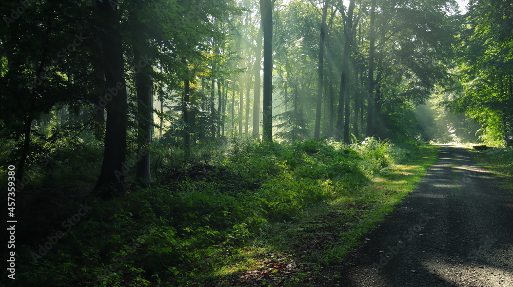 Sicht in einen Wald mit grünen Blättern Sicht in einen Wald mit grünen Blättern