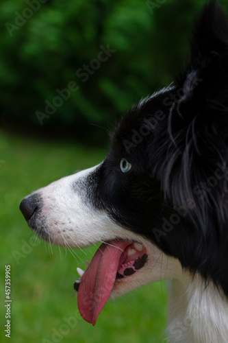Profile of order collie with blue eyes with tongue hanging out. Tired black and white dog