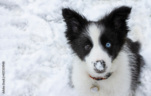 Cute border collie puppy in winter with snow on its nose -  brown and blue eyes