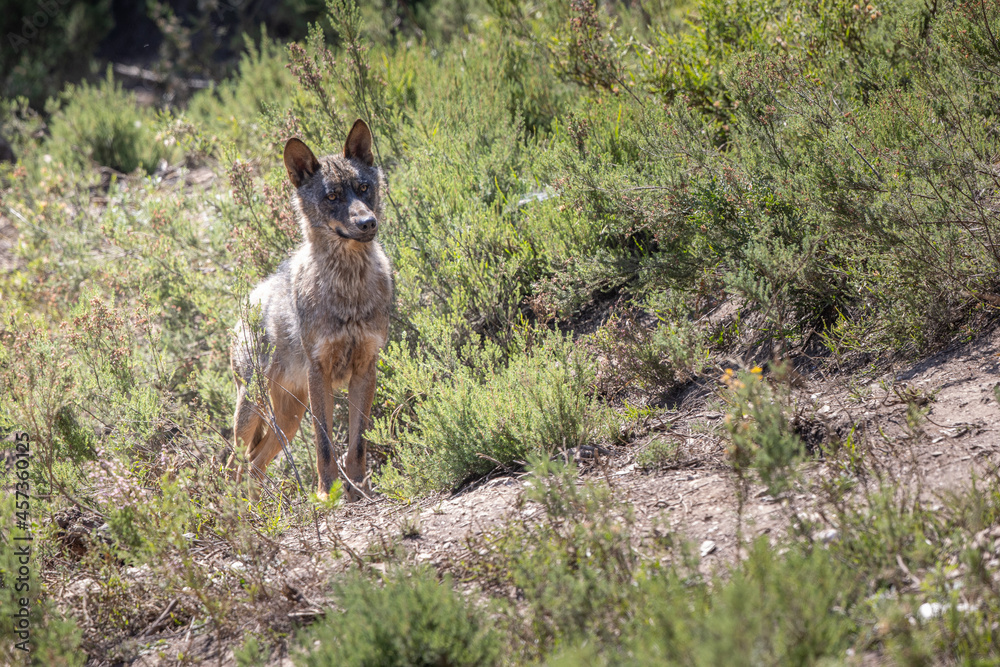 lobo ibérico en su entorno natural