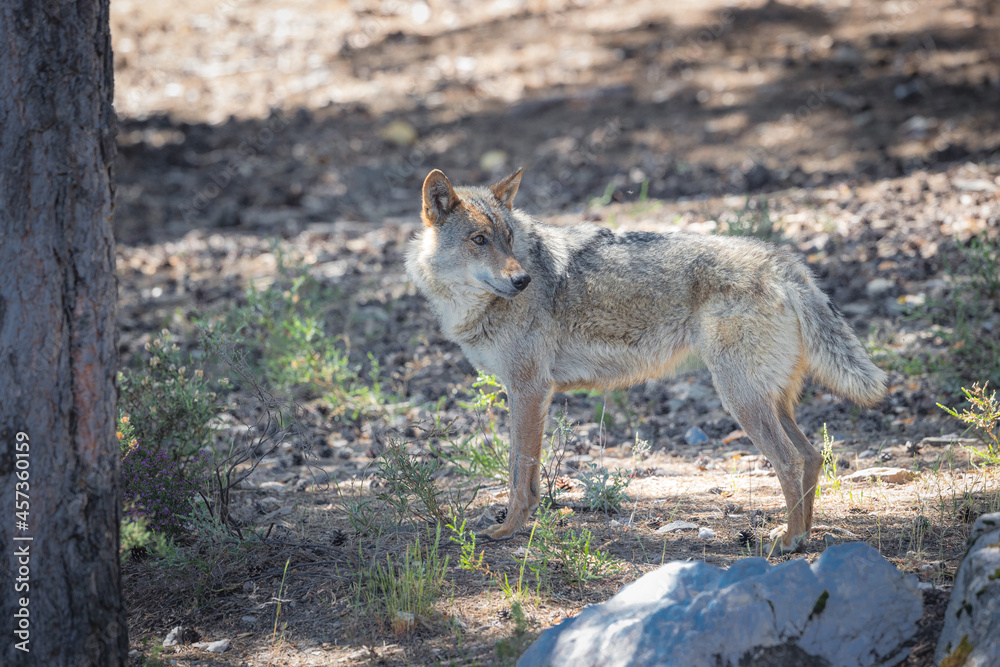 Fototapeta premium lobo ibérico en su entorno natural