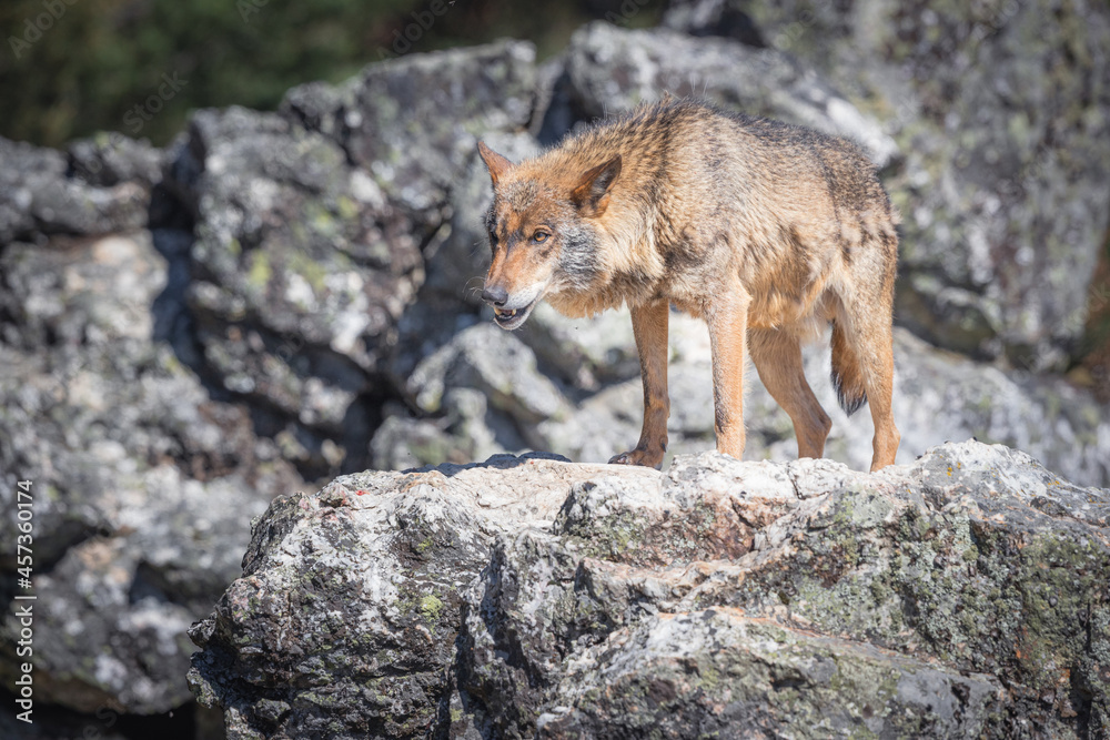 lobo ibérico en su entorno natural