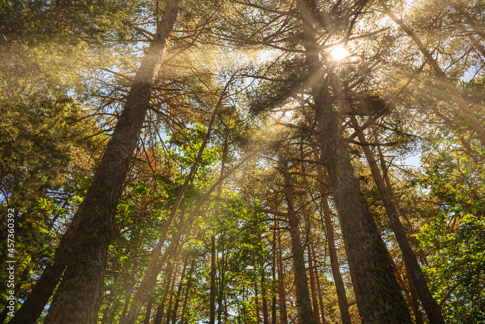 Forest, sun reflections among the branches. Forest, sun reflections among the branches.