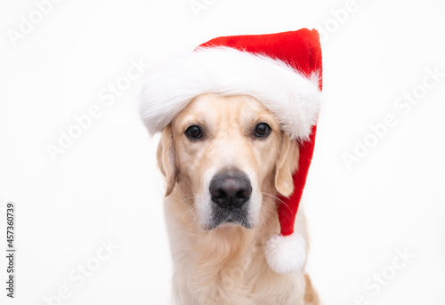 Golden retriever in santa claus hat sits on a white background. Christmas card with dog with place for text © deine_liebe