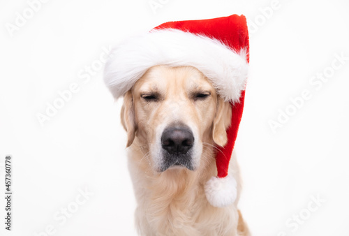 Golden retriever in santa claus hat sits on a white background. Christmas card with dog with place for text