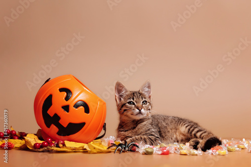 Canvas Print Halloween pumpkin jack-o-lantern and a kitten lying on candy