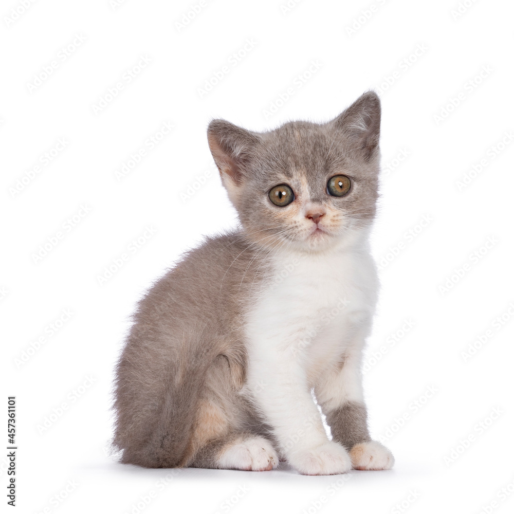 Cute tortie British Shorthair cat kitten,sitting up side ways. Looking towards camera with mesmerizing greenish golden eyes. Isolated on white background.