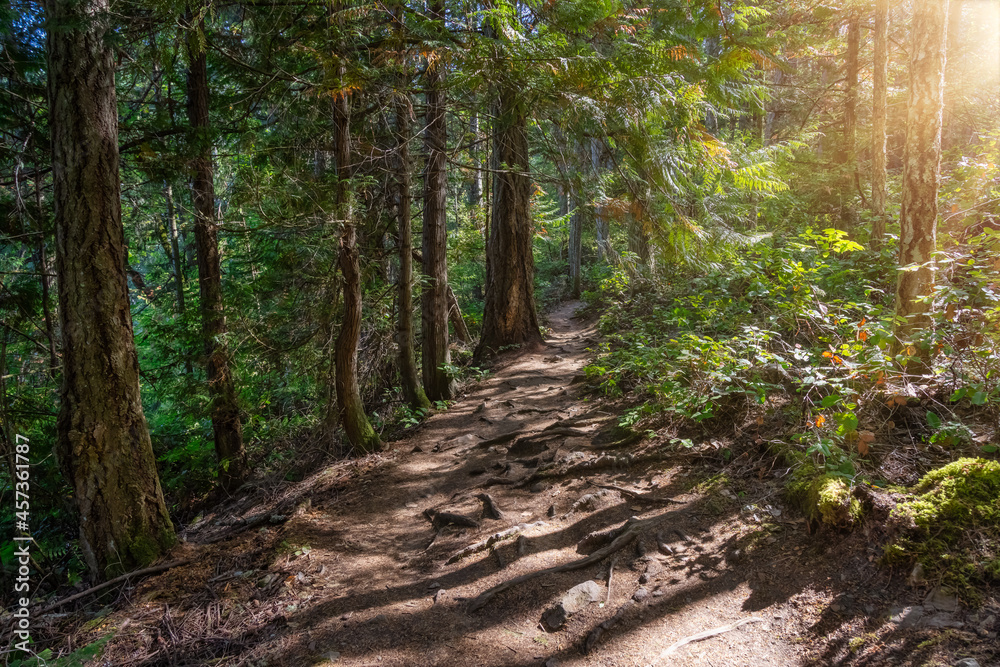 Hiking Trail Path in a vibrant green Rainforest with beautiful trees. Sunny Summer Day. Ruckle Provincial Park, Salt Spring Island, British Columbia, Canada. Hiking Trail Path in a vibrant green Rainforest with beautiful trees. Sunny Summer Day. Ruckle Provincial Park, Salt Spring Island, British Columbia, Canada.