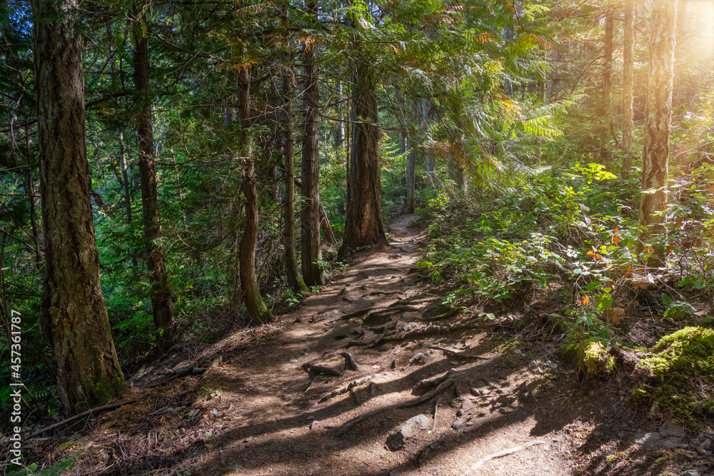 Hiking Trail Path in a vibrant green Rainforest with beautiful trees. Sunny Summer Day. Ruckle Provincial Park, Salt Spring Island, British Columbia, Canada.