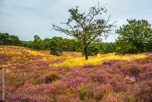 heather blooming in Westruper Heide, Haltern, Germany photo