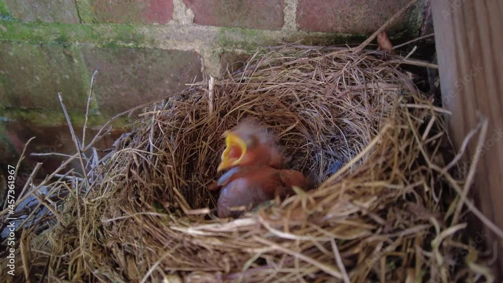 blackbird nesting and feeding chicks blackbird nesting and feeding chicks